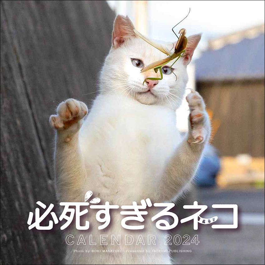 お外で生きるネコさんたちのの様々な姿を見られる沖昌之さんのネコ写真世界へ
