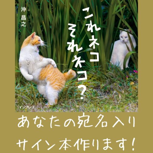 「これネコ　それネコ？」沖昌之先生新刊宛名入りサイン本キャンペーン